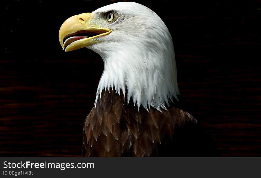 Profile of the American Bald Eagle. Profile of the American Bald Eagle