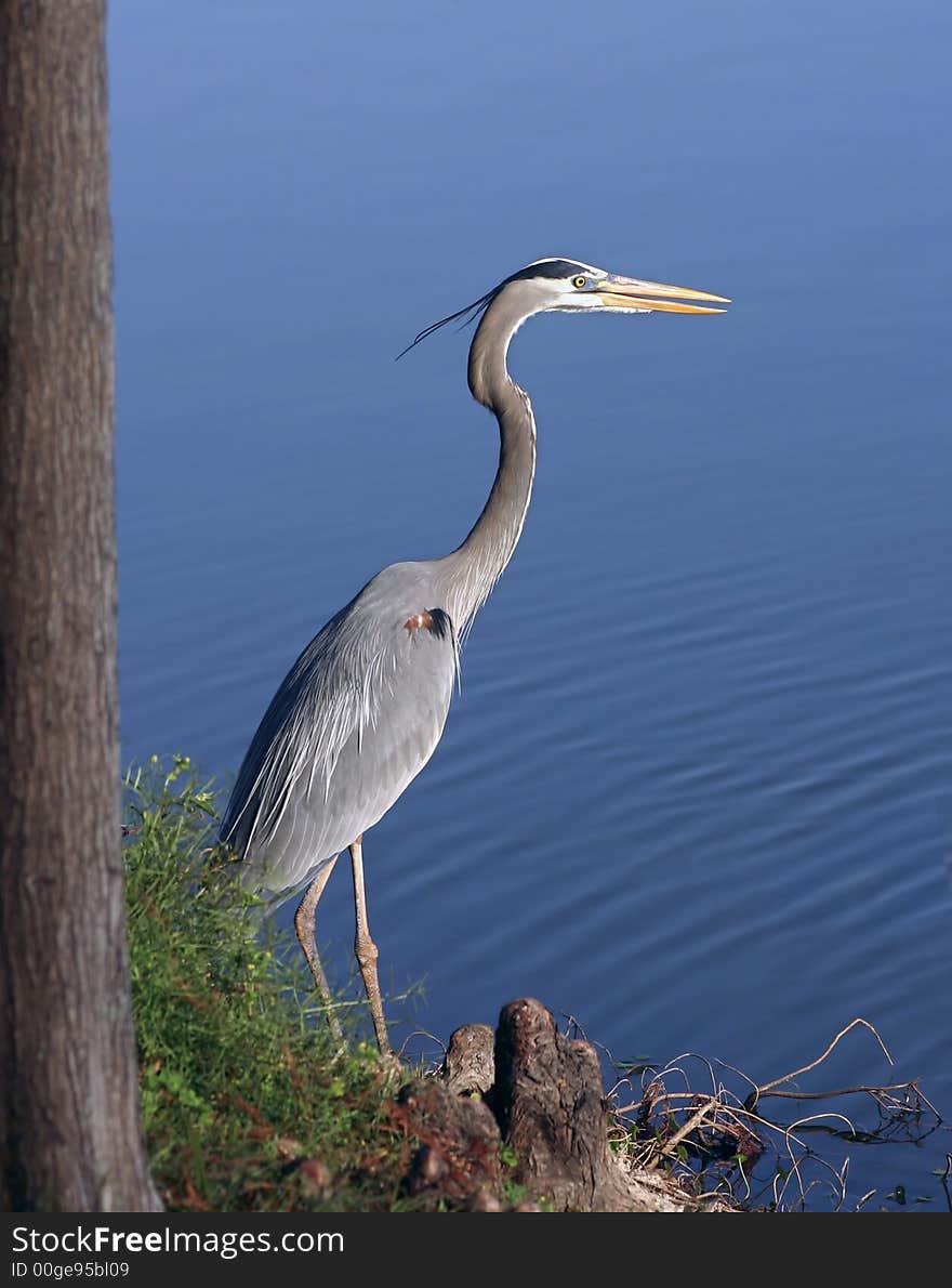 Great Blue Heron Profile