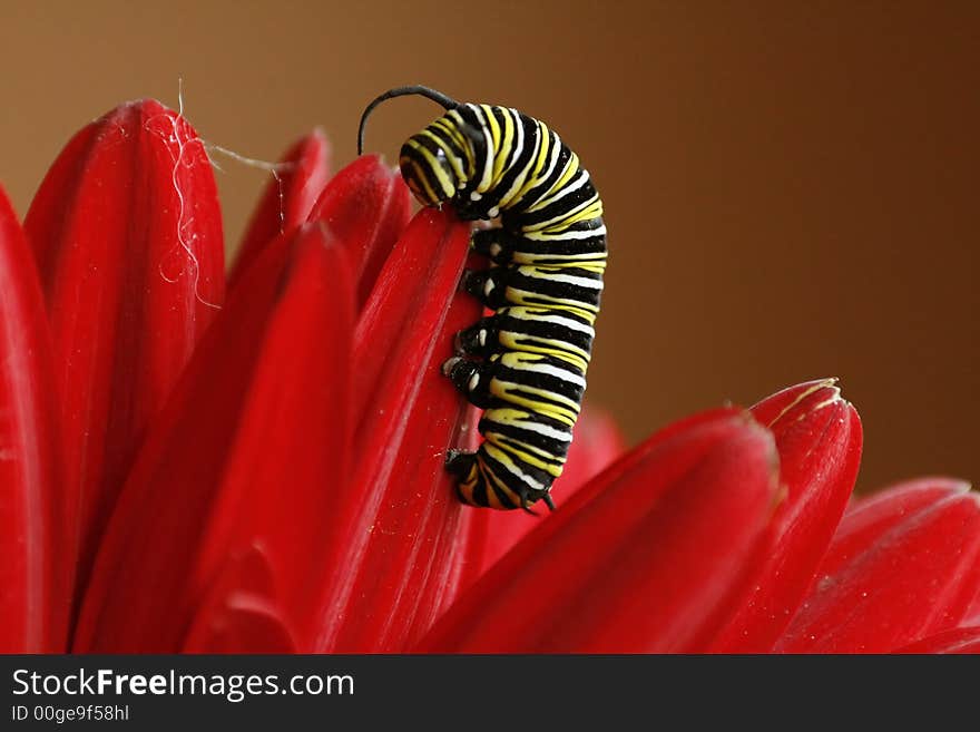 Monarch caterpillar climbing on a red gerber daisy