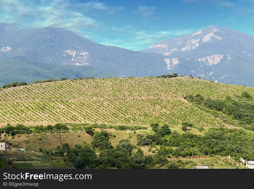 Vineyards at bottom of mountain (the Crimean valley)