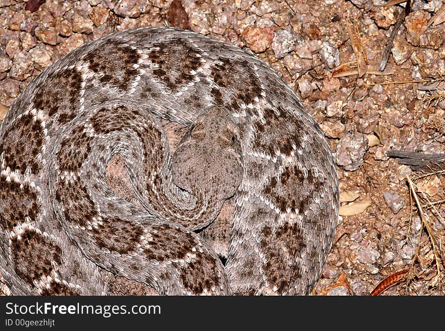 A western diamondback rattlesnake shows the attractive pattern of diamonds on it's back.