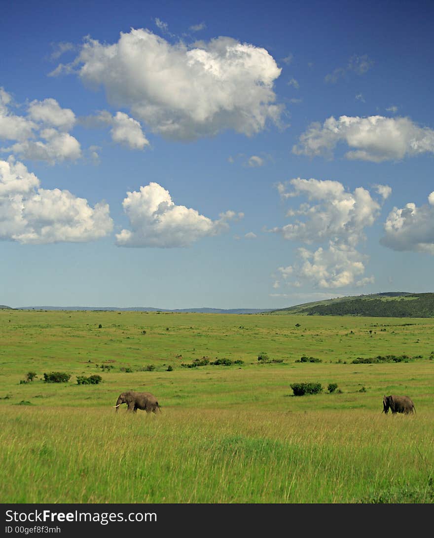 Two elephants strolling across Masai Mara Kenya