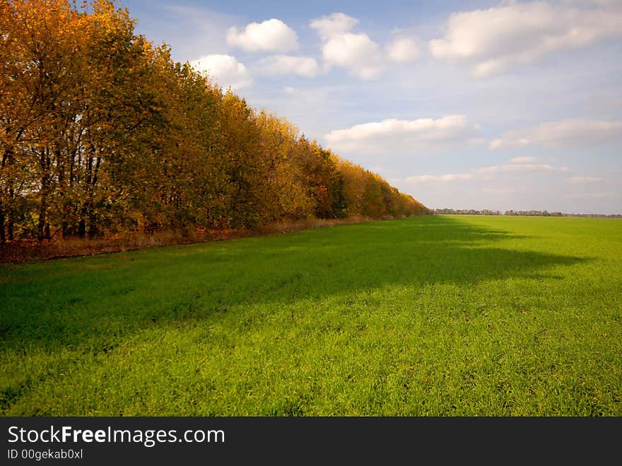 Autumn wood both green field wheat and  blue sky. Autumn wood both green field wheat and  blue sky