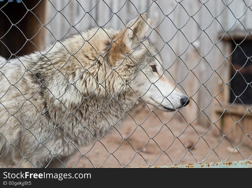 Wild gray wolf captived in the rusty cage