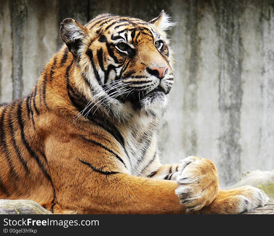 The beautiful tiger in a zoo.