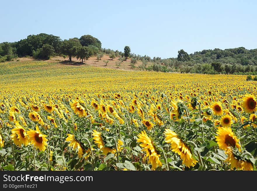 Sunflowers field