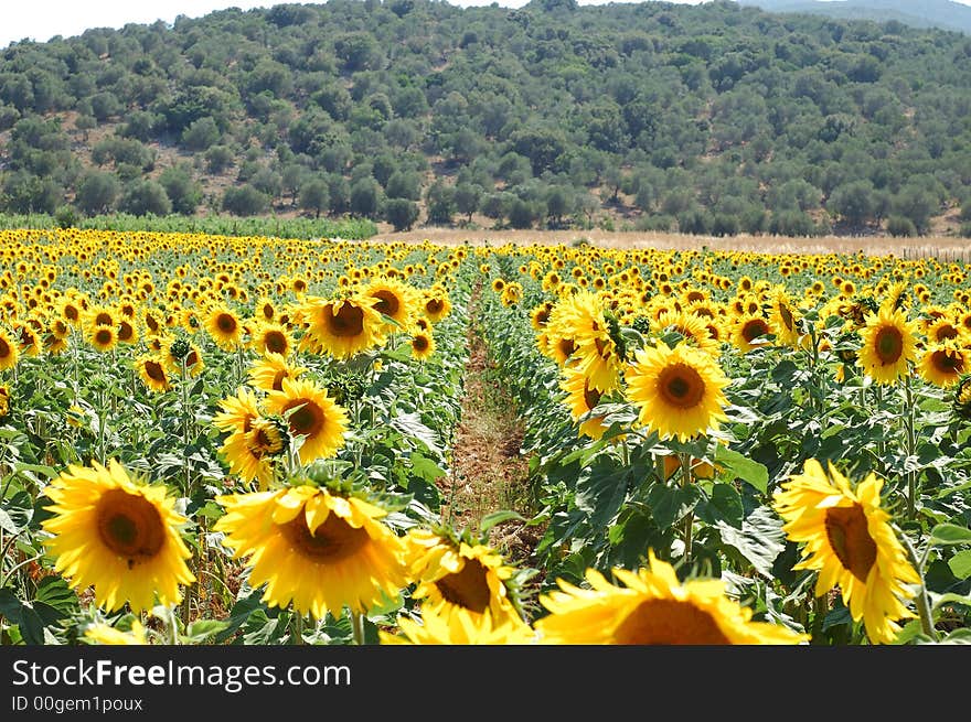 Sunflowers