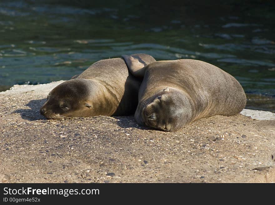 Young Sea-lions In The Zoo