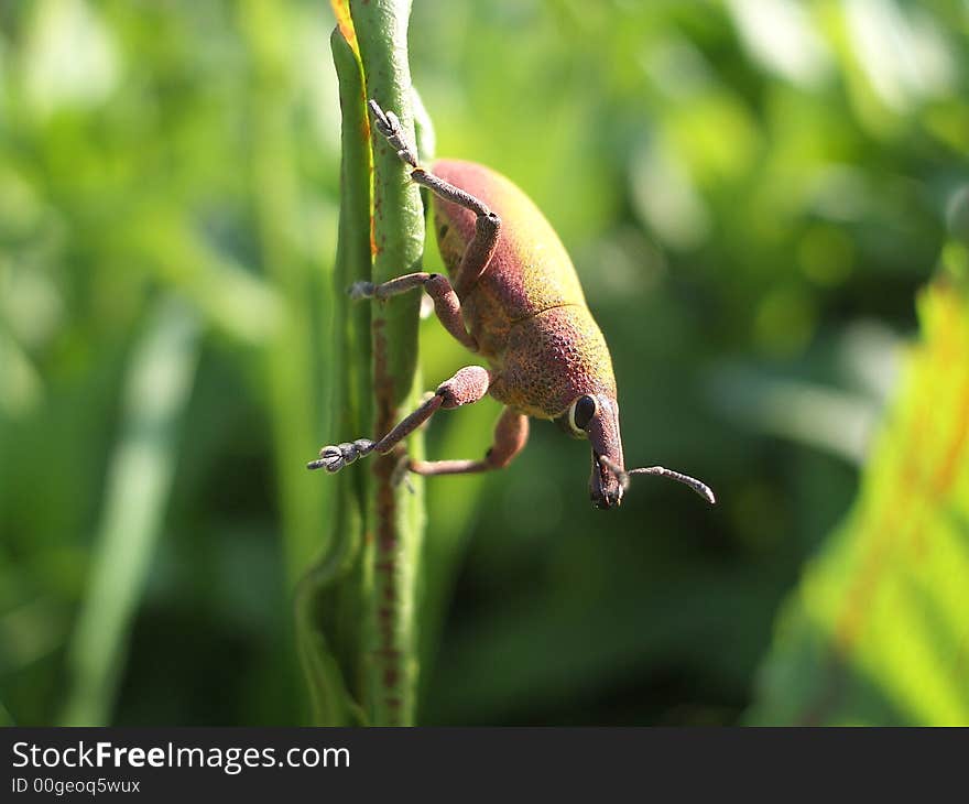 Close-up of insect on a blade of grass