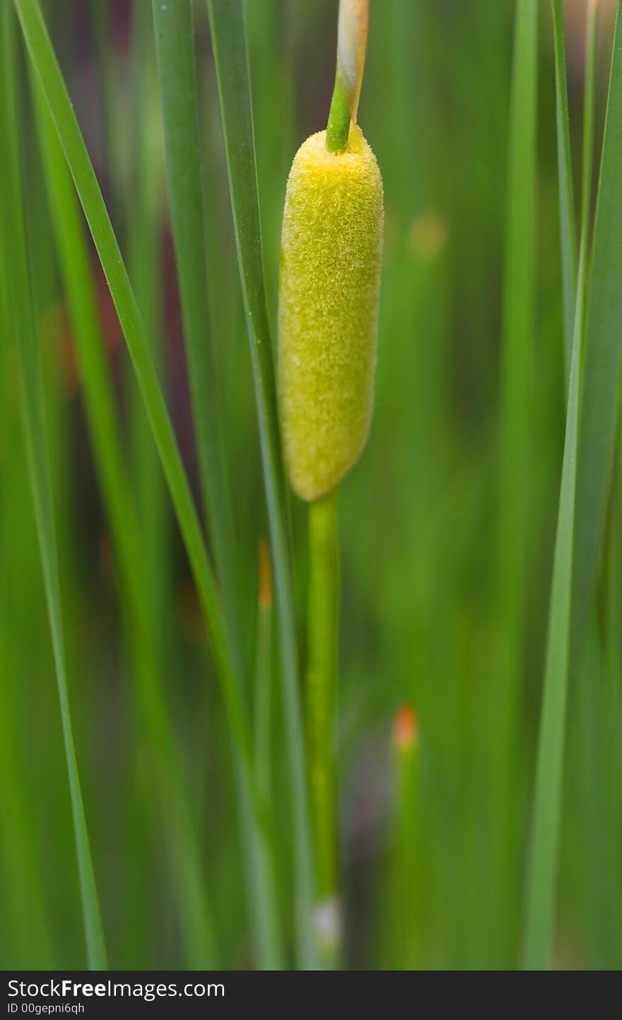 Close Up Of Grass