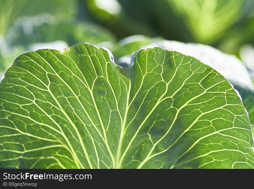 Leaf of cabbage close up