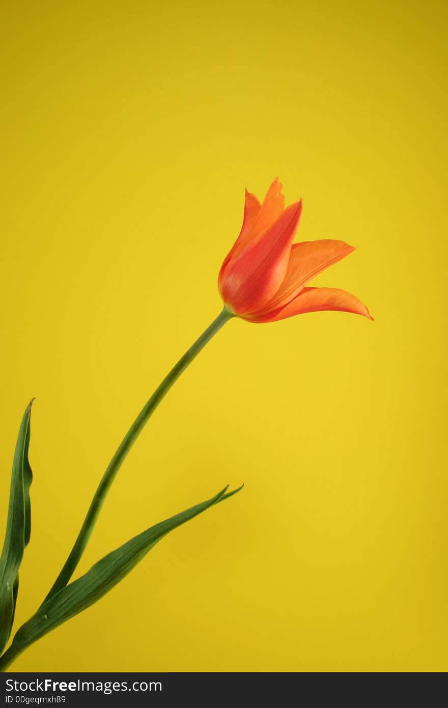 Orange tulip on the yellow background