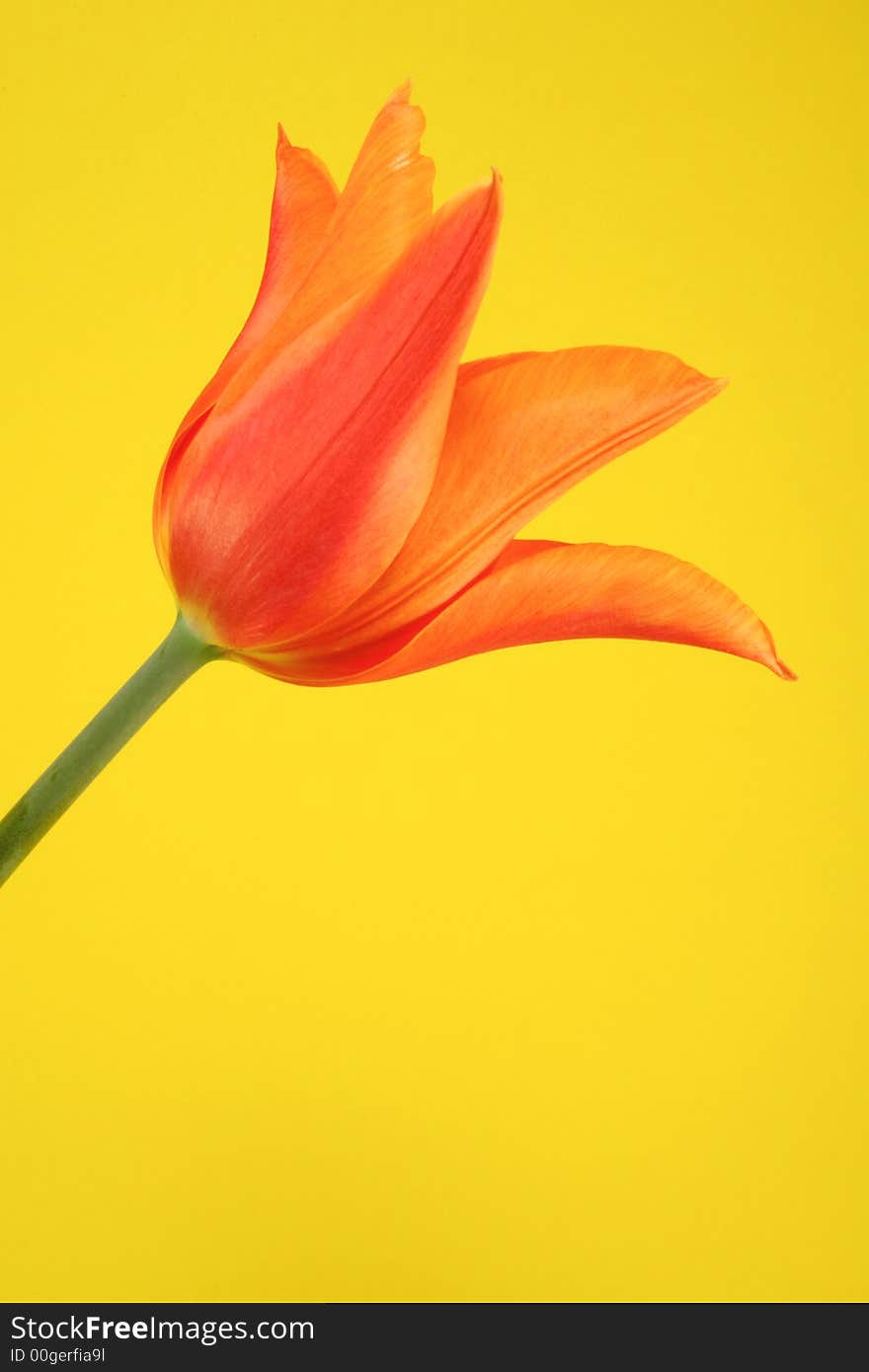 Orange tulip on the yellow background