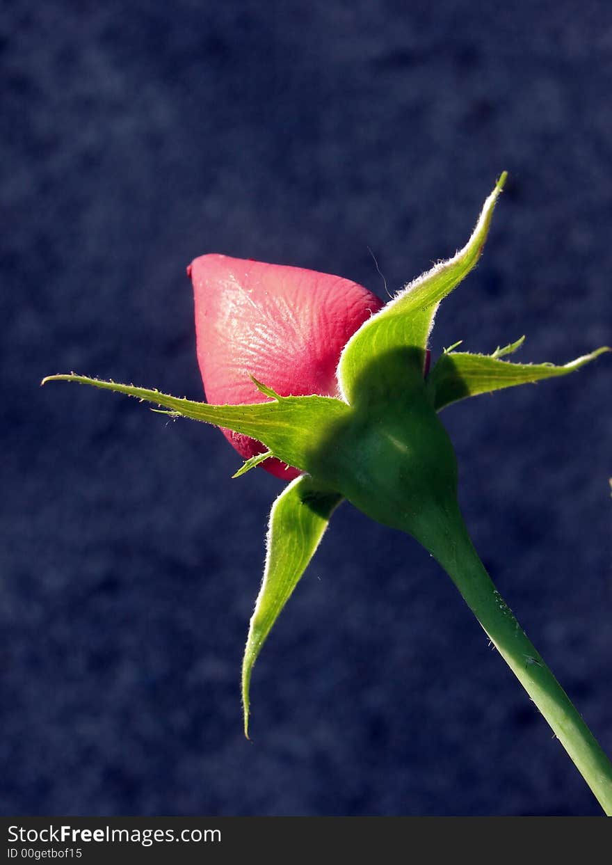 A valentine rose for your sweetheart