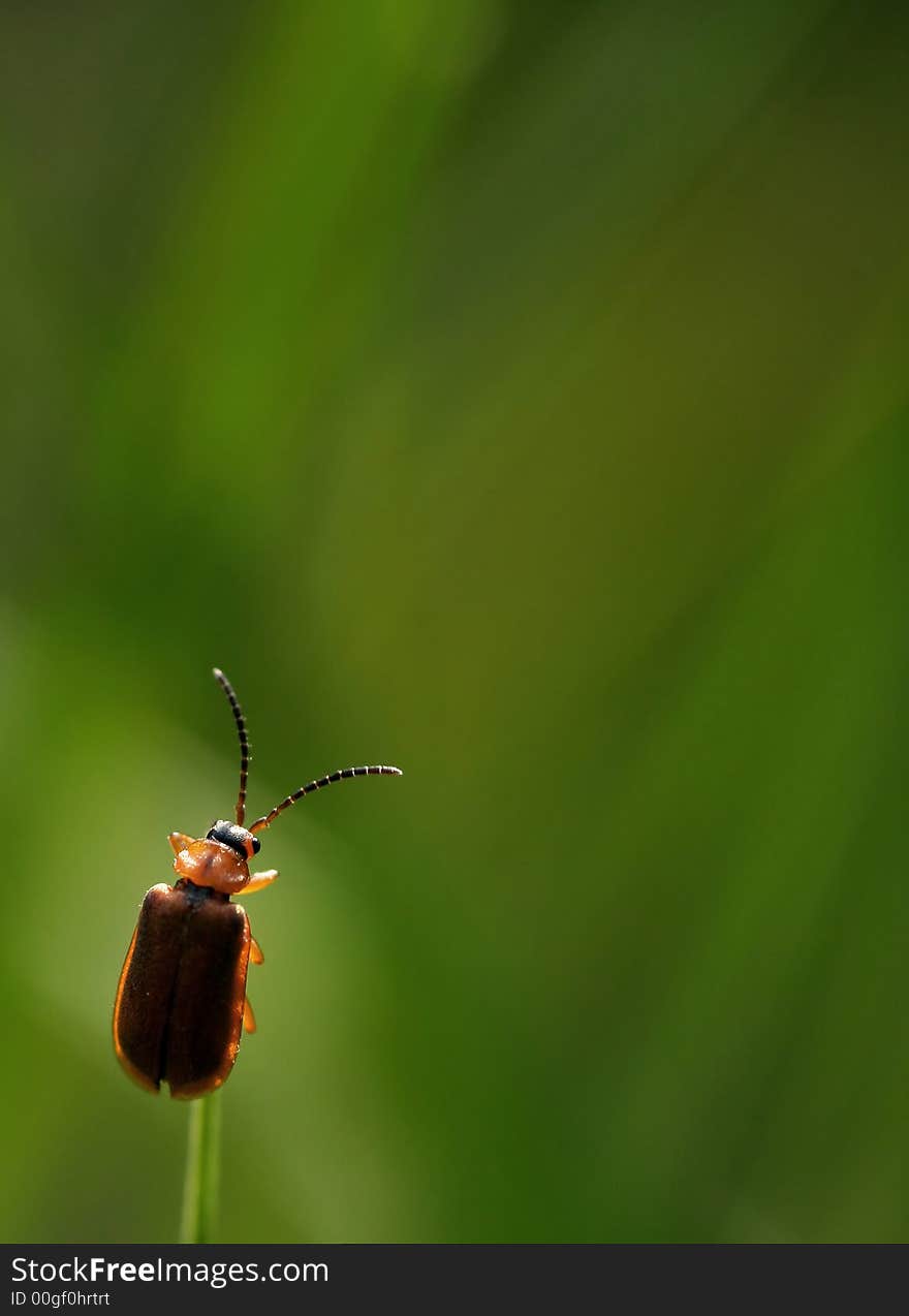 Beetle in the green