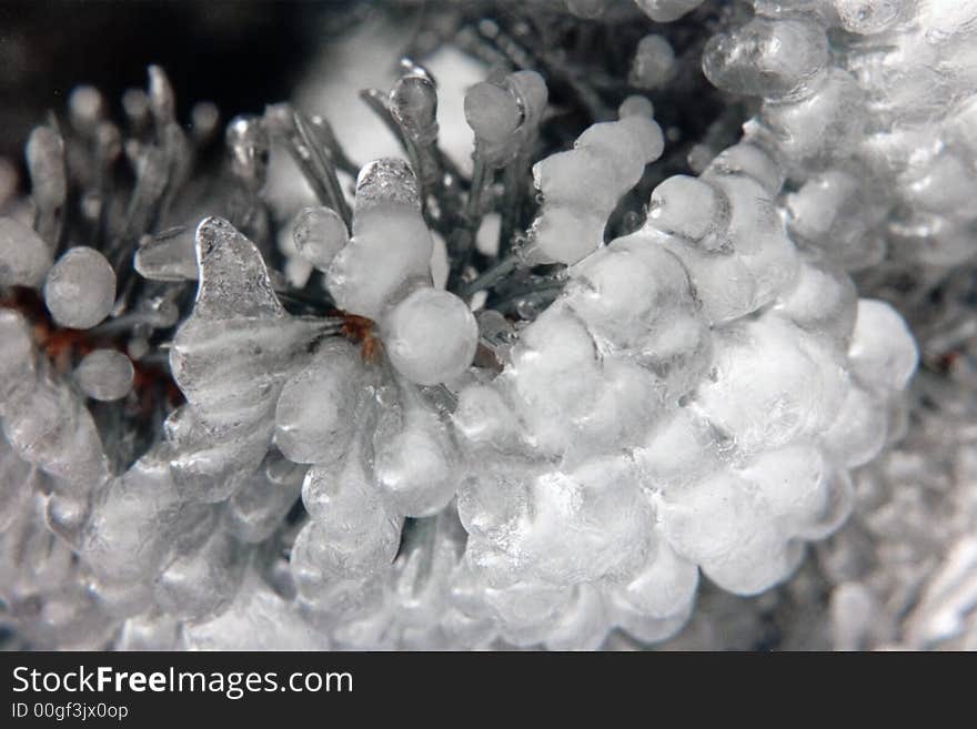 Bulbous ice forms on evergreen tree resembling glass.