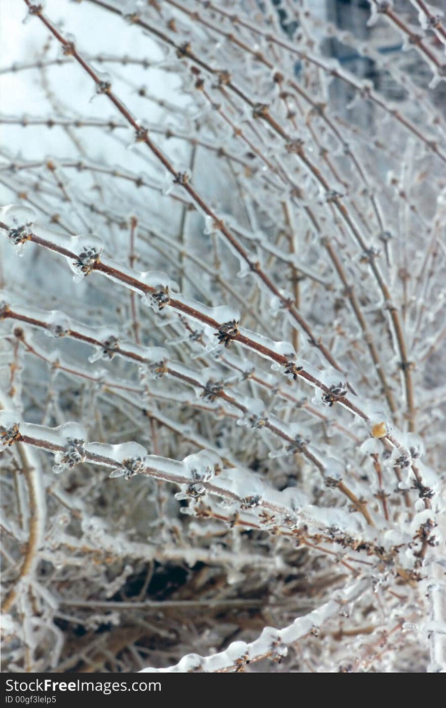 Closeup of bush branches covered with ice. Closeup of bush branches covered with ice.