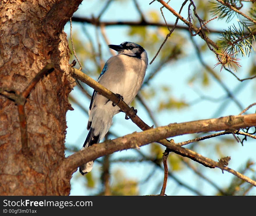 A blue jay resting on a tree