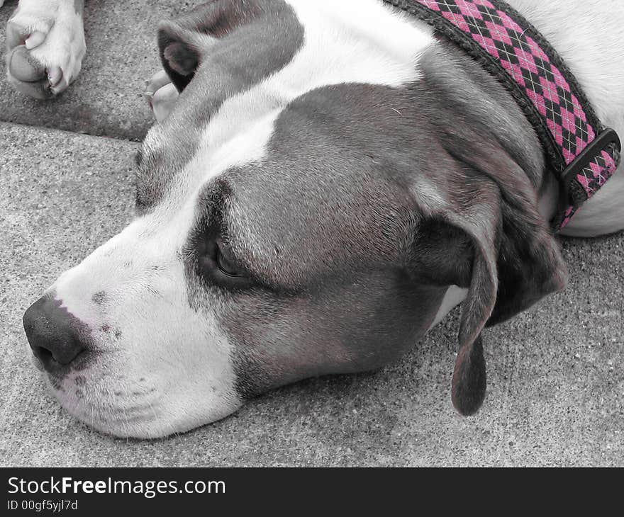 Evie the dog in black and white, with her collar in pink. Lafayette, IN.