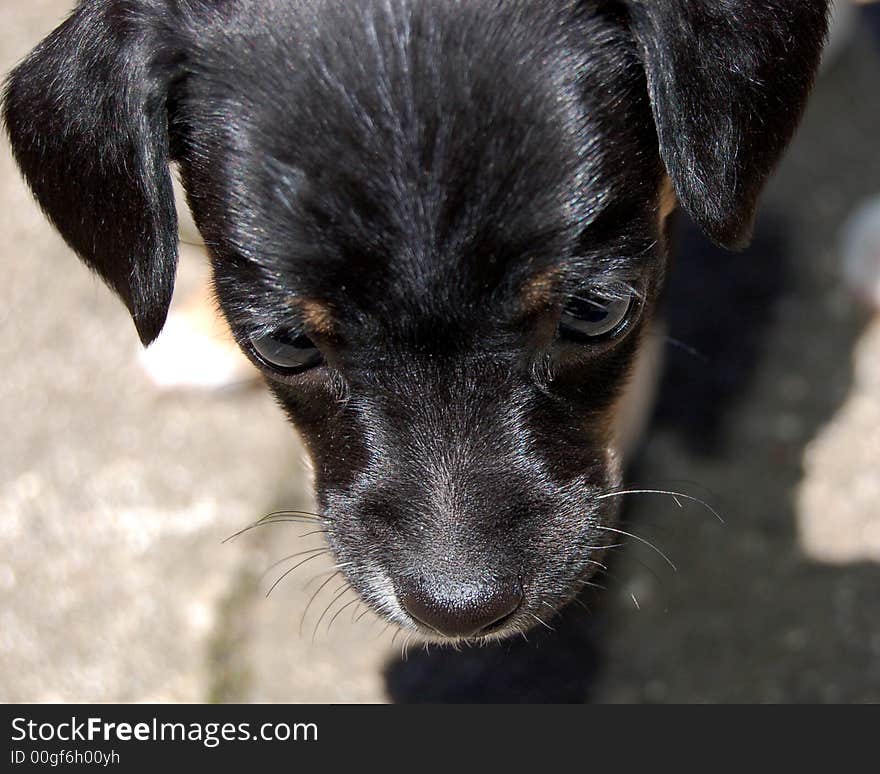 Close up of a terrier, mix puppy , just weaned from her mother. Great detail,  and cute too.