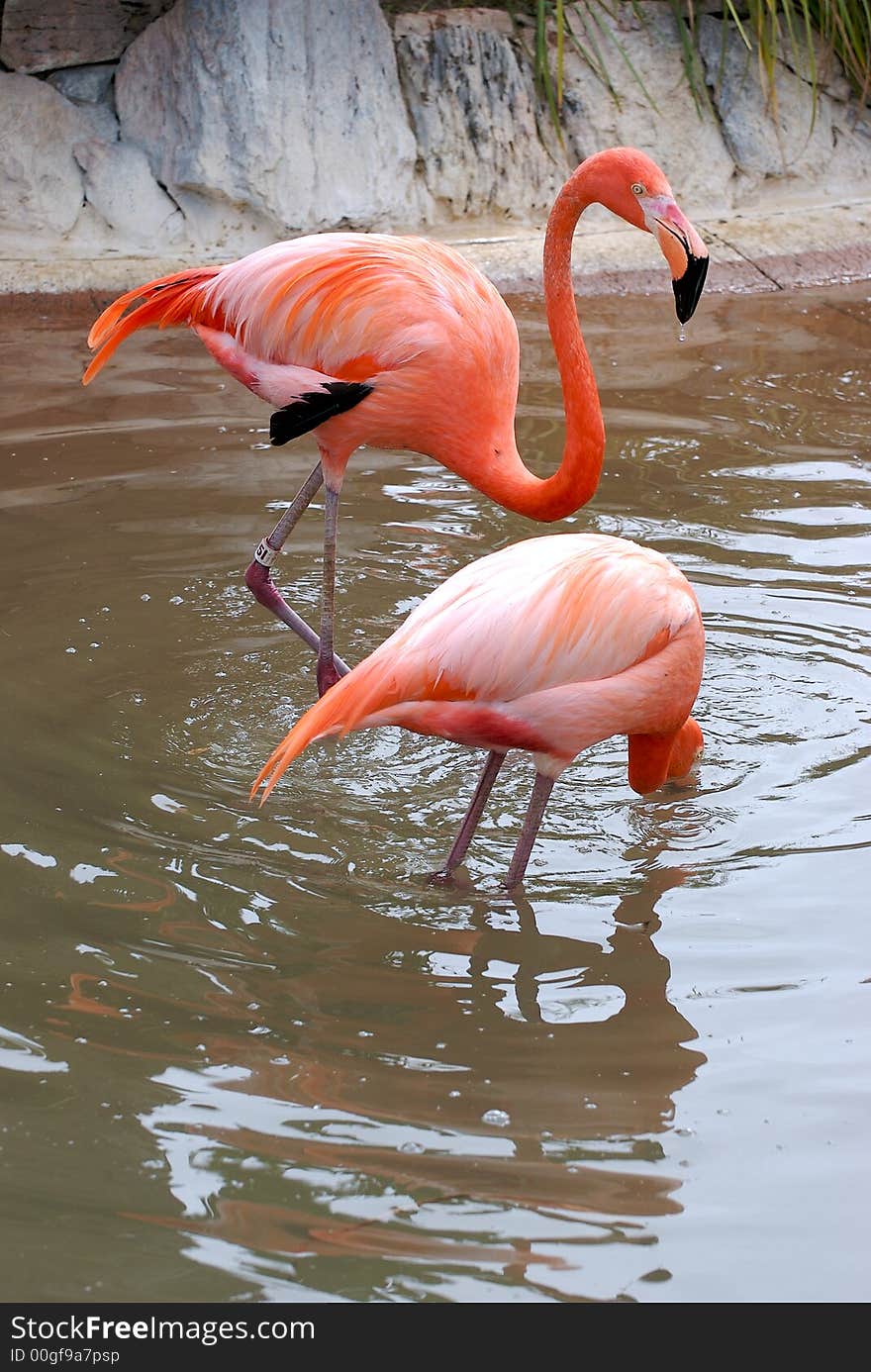 Flamingo