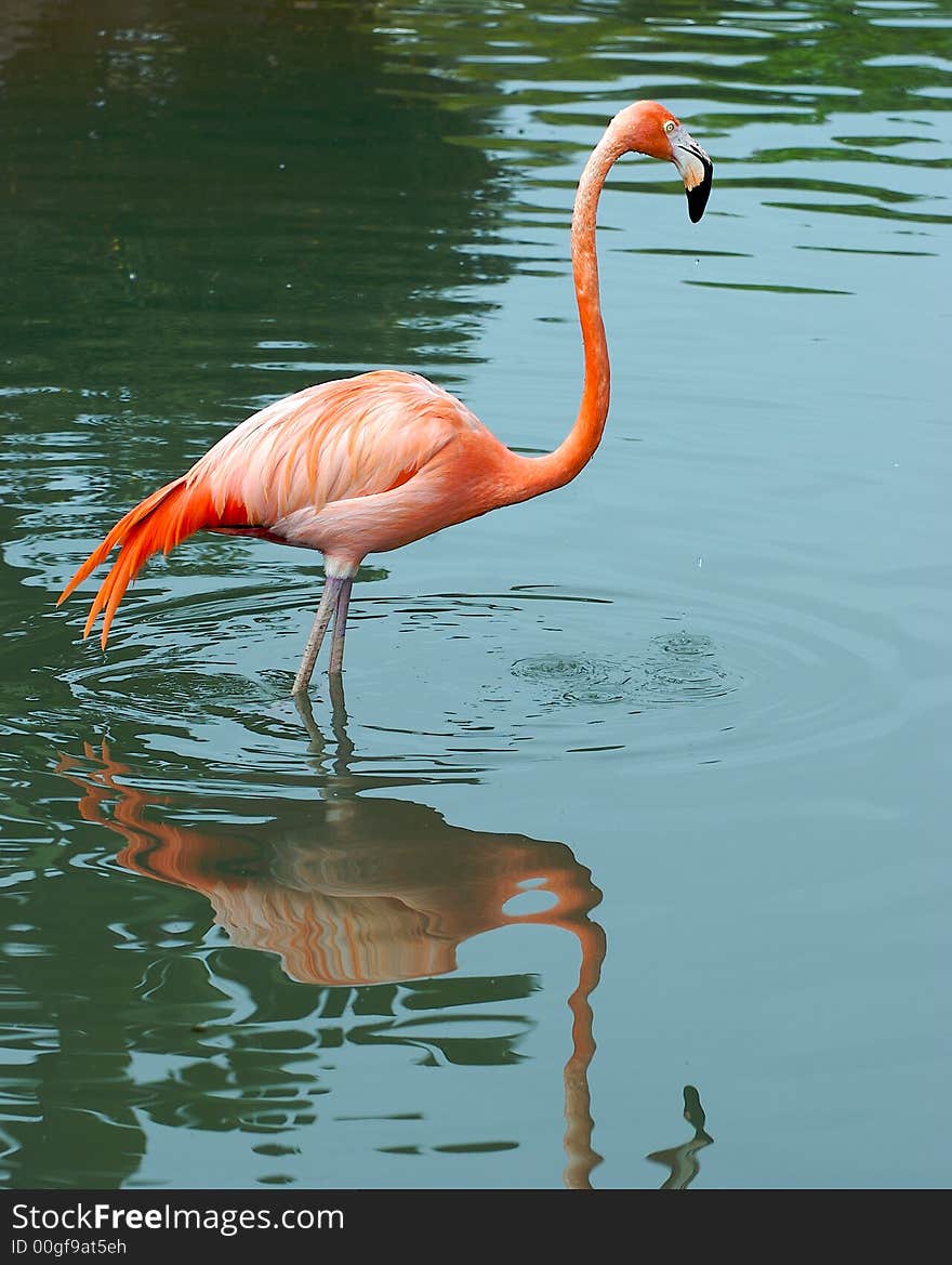 Flamingo