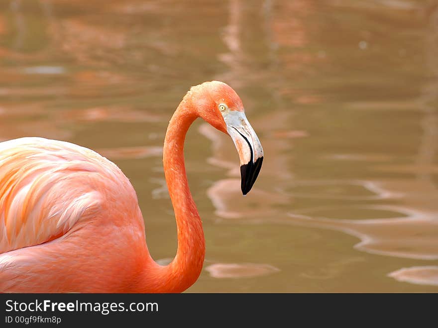 Flamingo