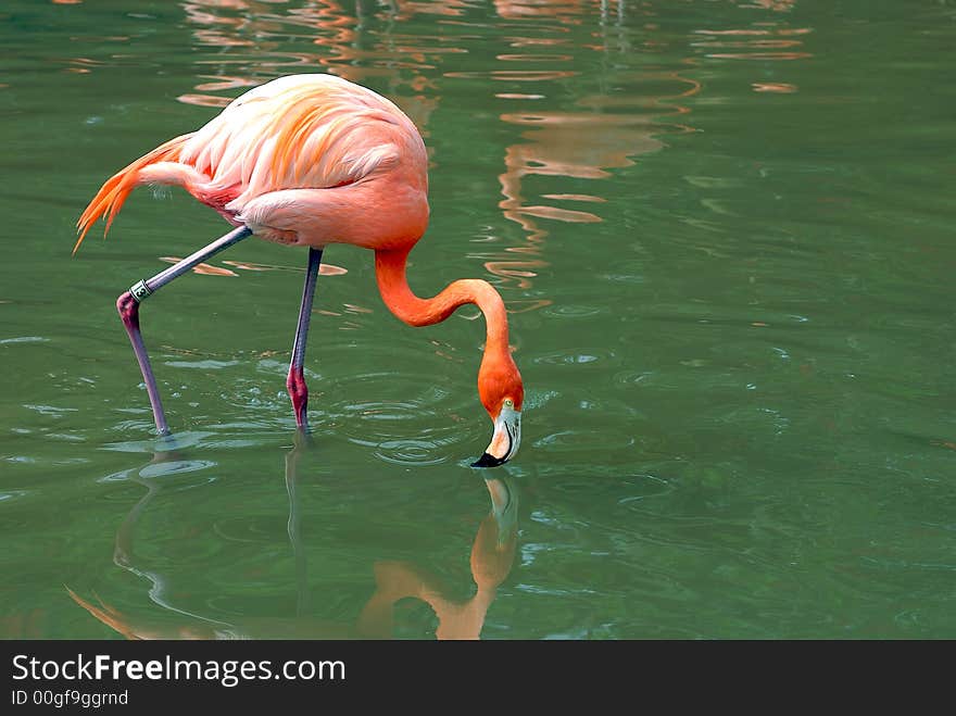 Flamingo