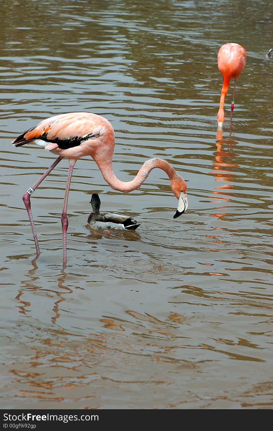 Flamingo