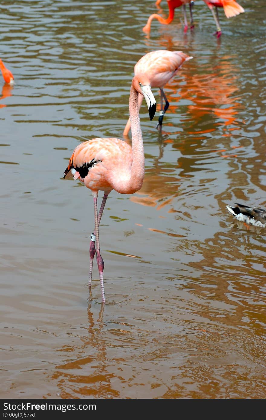 Flamingo