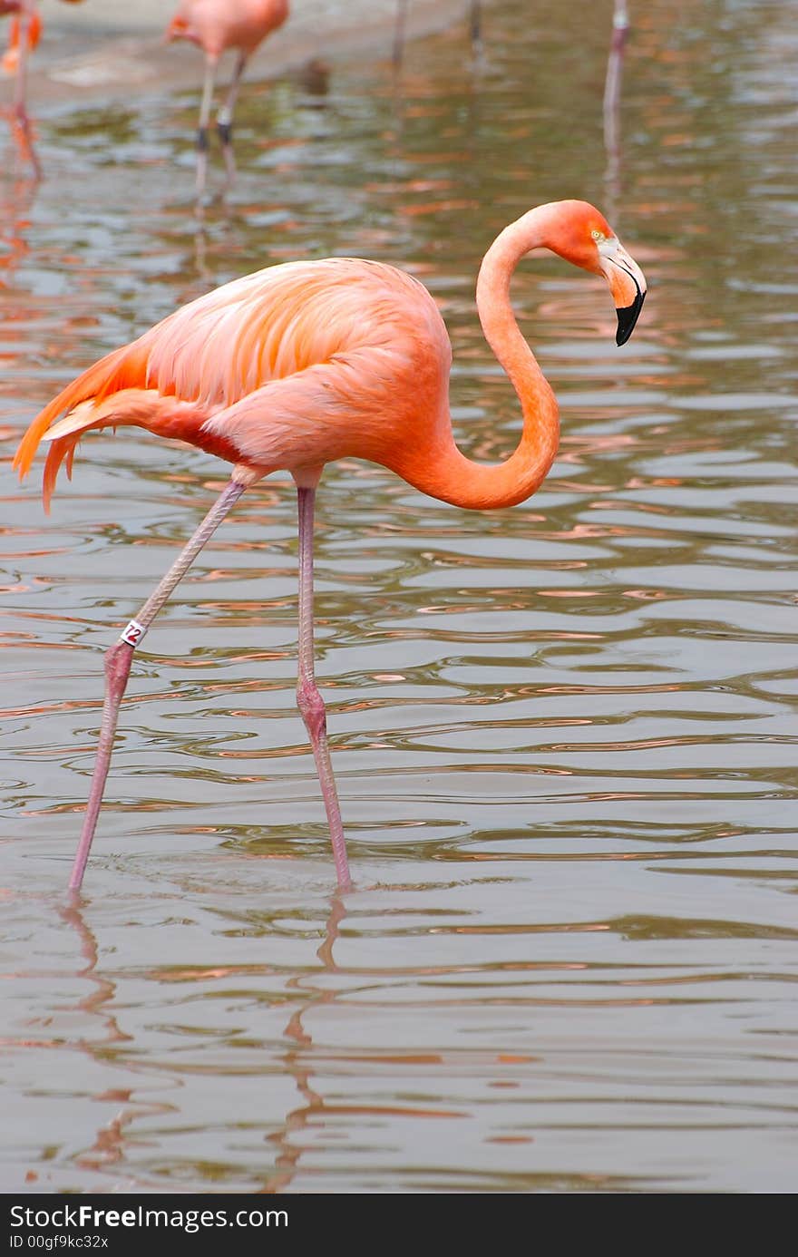 Flamingo