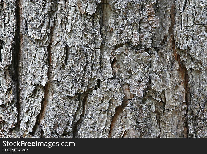 Pine Bark - Horizontal