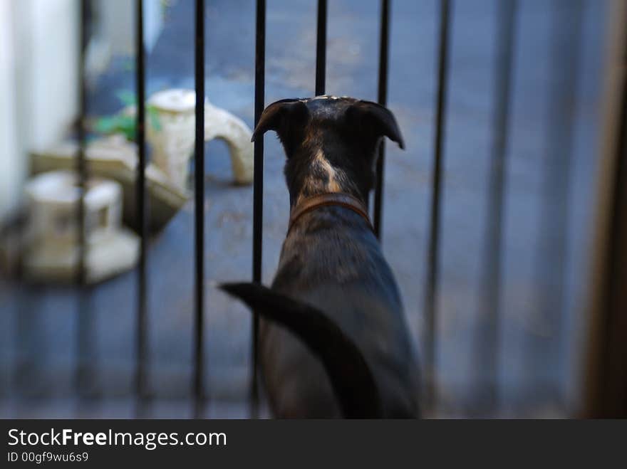 A dog looks through fence bars