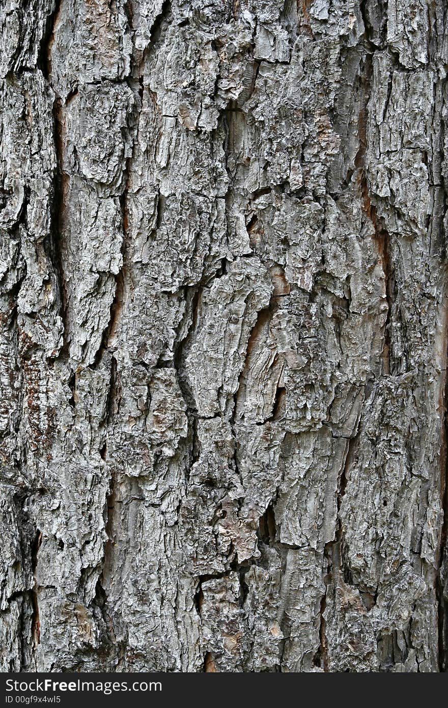 Pine Bark - Vertical