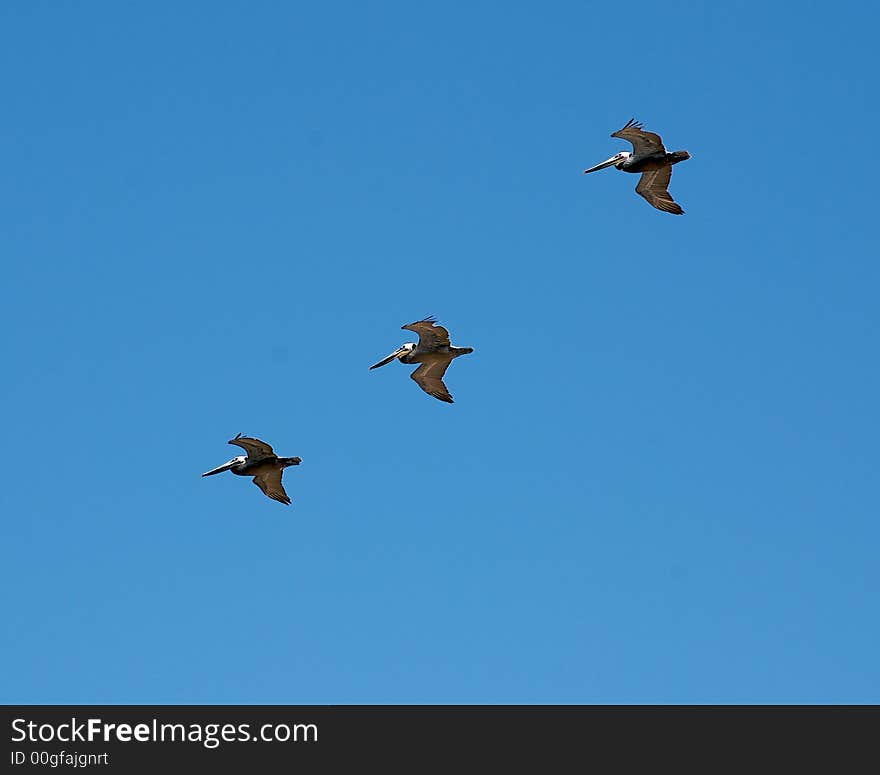 Pelicans flying with a blue sky background