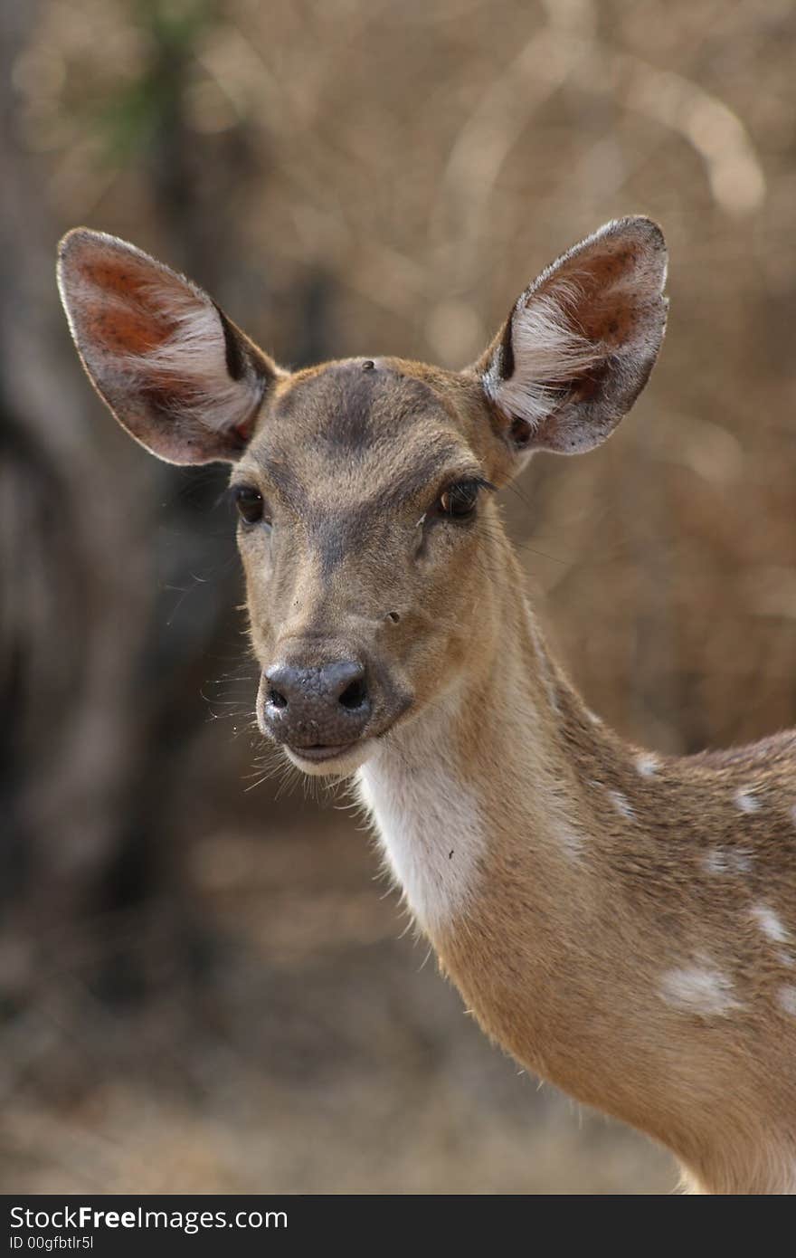 A curious chital approaches the car. A curious chital approaches the car