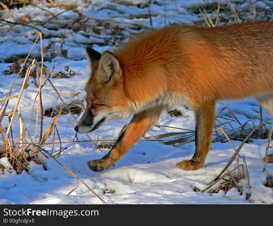 A close up of the red fox on snow with dry yellow grass. Profile. Evening. Russian Far East, Primorsky Region. A close up of the red fox on snow with dry yellow grass. Profile. Evening. Russian Far East, Primorsky Region.