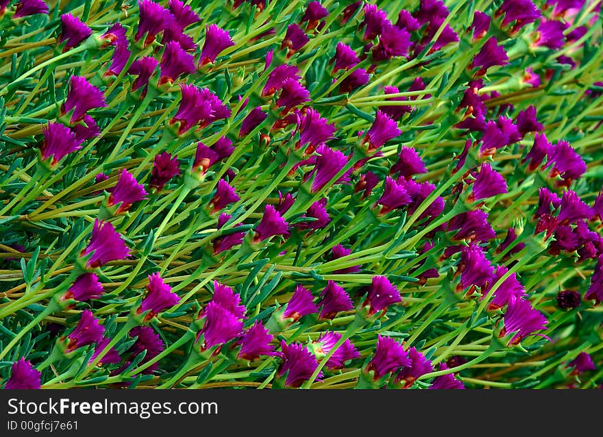 Pattern of violet flowers