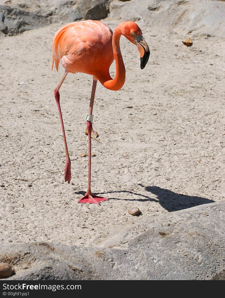 A flamingo standing on a sandy background