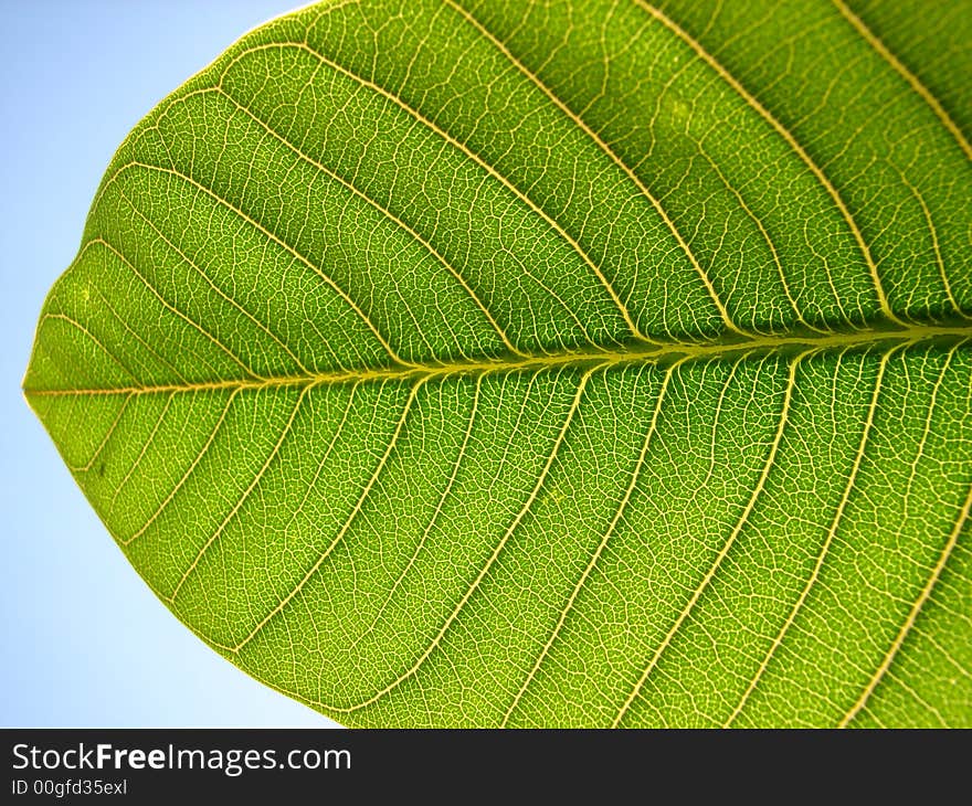 Closeup of a green leaf in nature. Closeup of a green leaf in nature