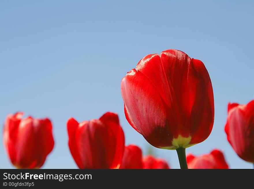 Red tulips field