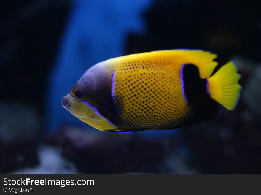 The beautiful tropical  fish floats in the sea. The beautiful tropical  fish floats in the sea