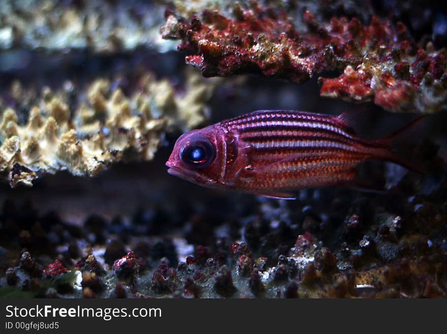 The beautiful tropical  fish floats in the sea. The beautiful tropical  fish floats in the sea