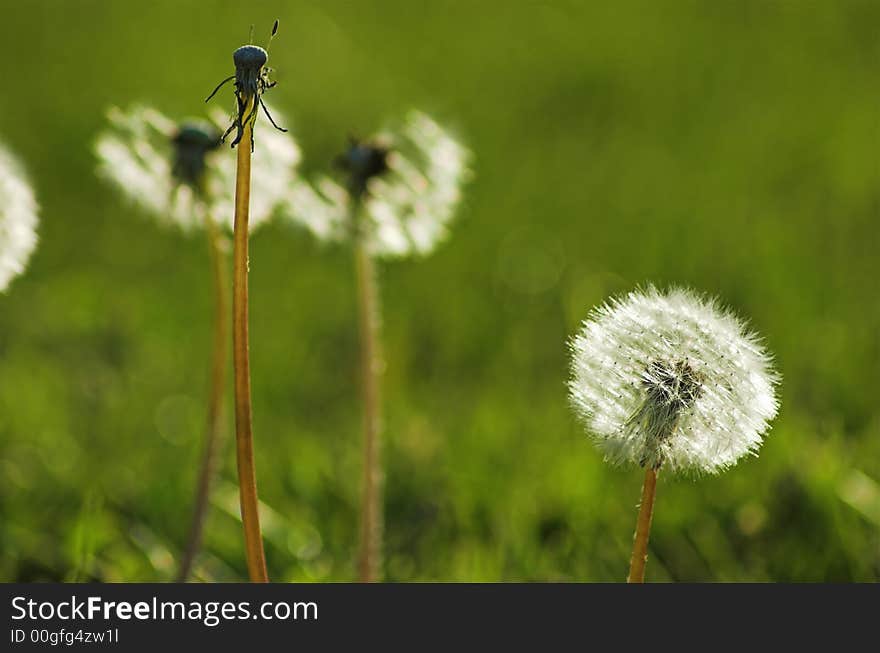 Fluffy flower on a field of grass