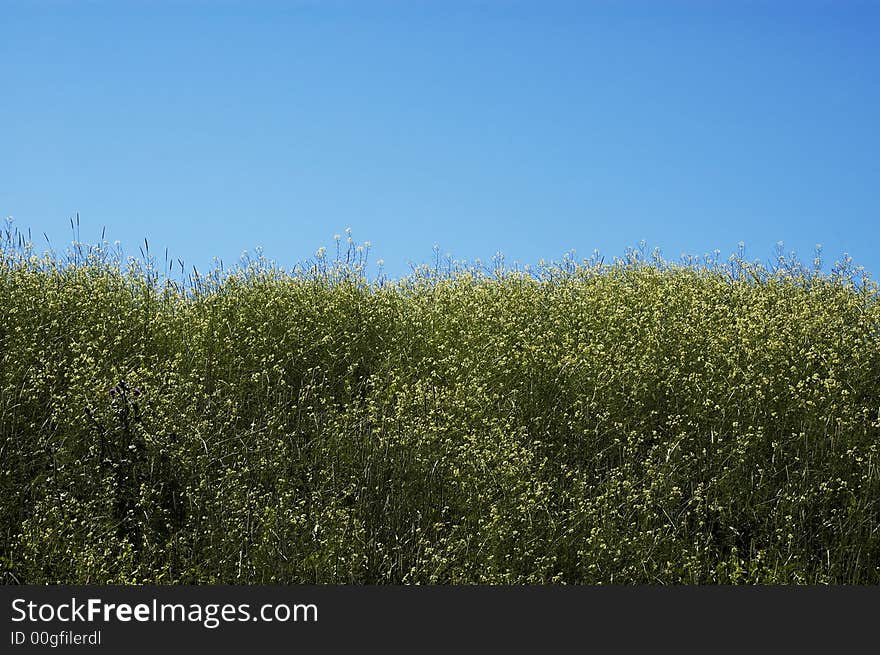 Summer fields