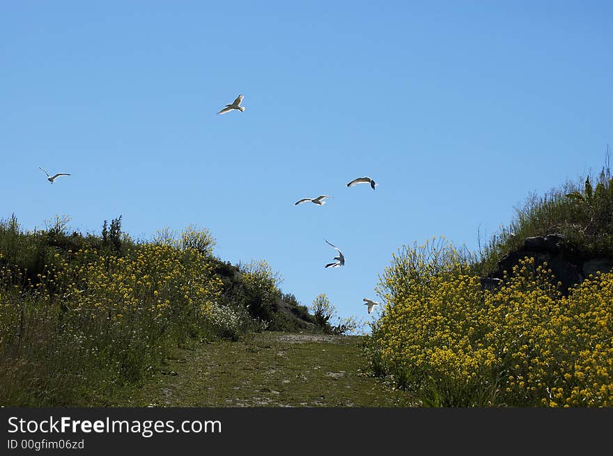 Field and gulls