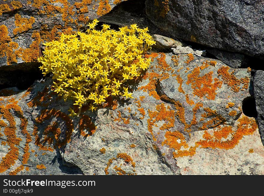 Yellow Flowers