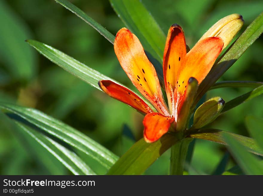 Closeup of a red flower with blurry background