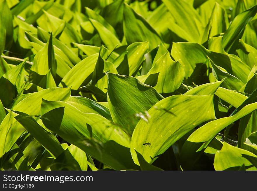 A field of lily of the valley flowers against bright sun