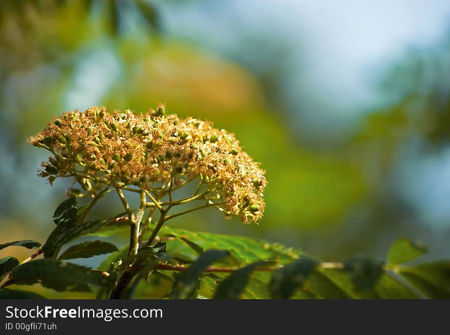 A closeup of the flowers on a tree. A closeup of the flowers on a tree